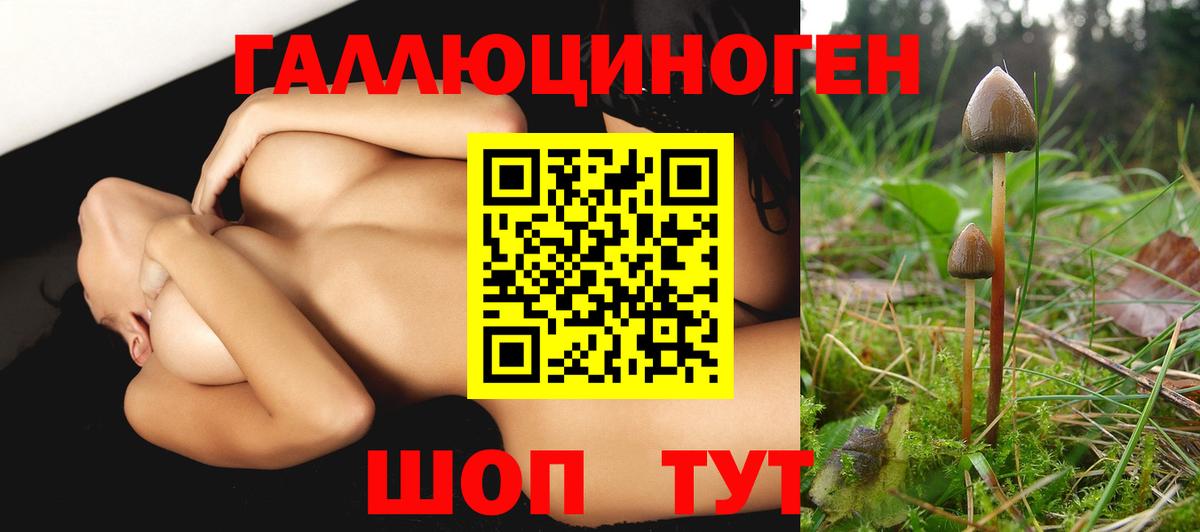 Псилоцибиновые грибы Psilocybe Тихвин